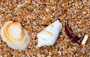 Image showing Seashells and claw from crab on sand