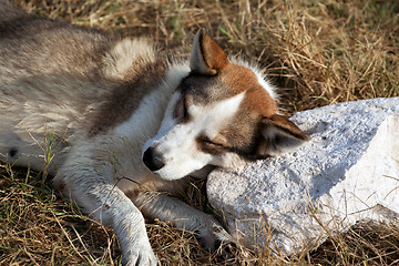 Image showing Homeless dog sleeping on stone pillow