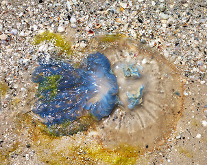 Image showing Dead jellyfish (Rhizostoma) on sand beach