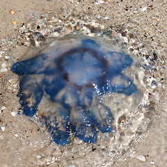 Image showing Jellyfish (Rhizostoma) in water on sea shore