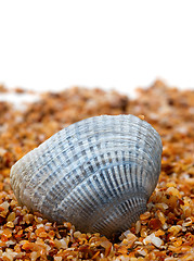 Image showing Seashell on sand