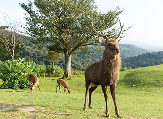 Image showing Deer on mountain