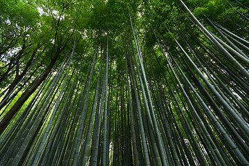 Image showing Arashiyama Bamboo Forest in Kyoto