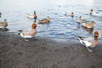 Image showing Group of ducks in lake