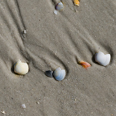 Image showing Broken seashells on wet sand beach at summer day