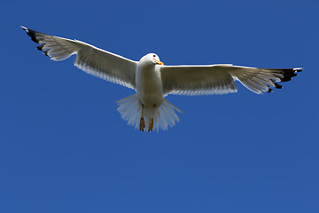 Image showing Seagull flying in clear blue sky