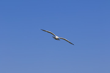 Image showing Seagull hover in clear blue sky