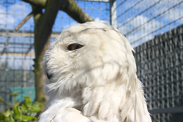 Image showing Snowy Owl