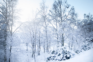 Image showing Norwegian Winter