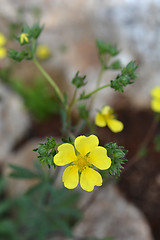 Image showing Sulphur cinquefoil