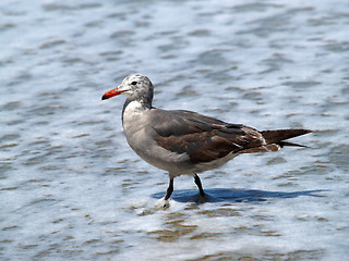 Image showing seagull striding through foam of waves on beach