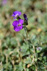 Image showing Aubretia flowers