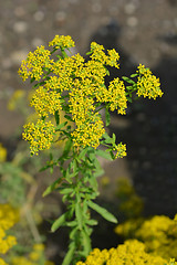Image showing Yellowtuft flower