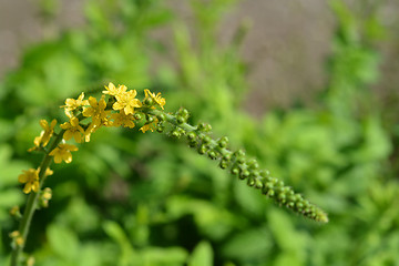 Image showing Common agrimony flowers