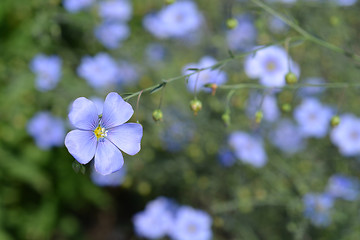 Image showing Alpine flax