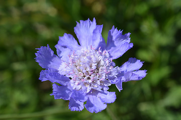 Image showing Caucasian pincushion flower