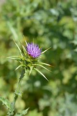 Image showing Milk thistle flower