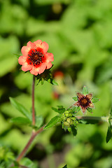 Image showing Poentilla purpurea flower