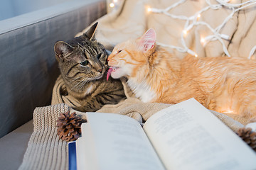 Image showing two cats lying on sofa with book at home