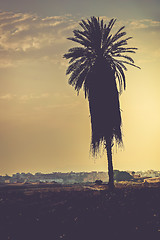 Image showing Andalusian sunset with silhouette palm tree.