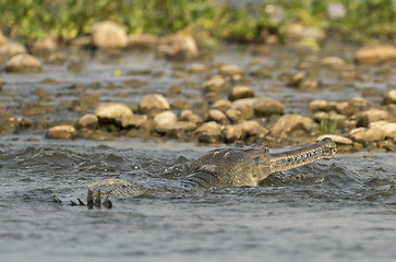 Image showing gharial or false gavial close-up portrait in the river