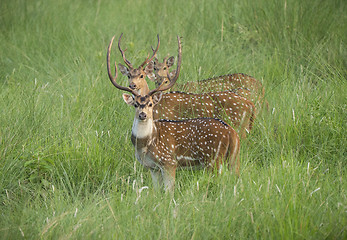 Image showing Sika or dappled deers in the wild