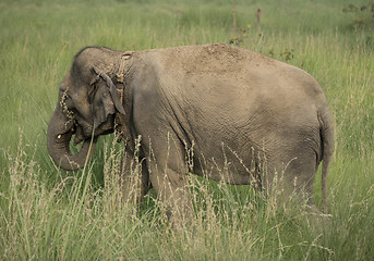 Image showing Asian elephant eating grass or feeding in the wild