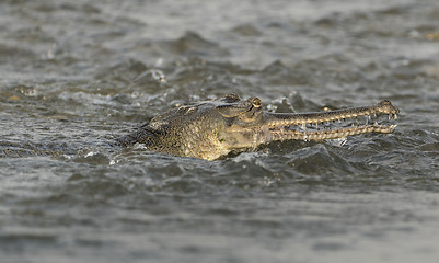 Image showing gharial or false gavial close-up portrait in the river