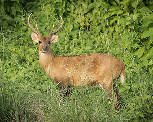 Image showing Dappled deer male in the wild