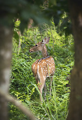 Image showing Sika or dappled deer in the wild