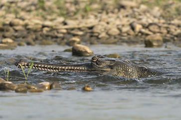 Image showing gharial or false gavial close-up portrait in the river