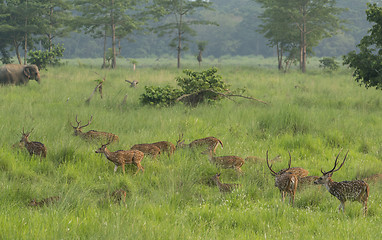 Image showing Sika or dappled deers in the wild