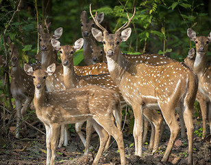 Image showing Dappled deers herd in the jungle