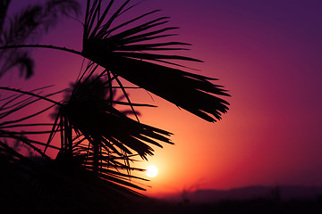 Image showing Andalusian sunset with silhouette palm trees