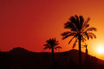 Image showing Orange Andalusian sunset with silhouette palm trees