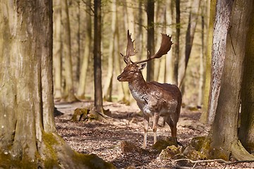 Image showing Deer in the woods