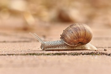 Image showing Snail crawling on the ground