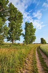 Image showing Green Field with Trees