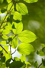 Image showing Green Leaves Background