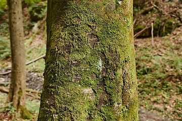 Image showing Tree Trunk Closeup