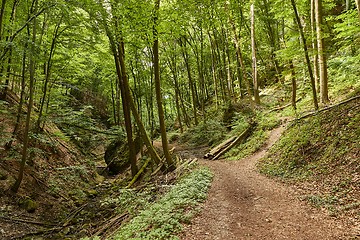 Image showing Forest walking route