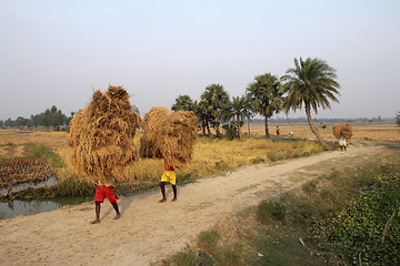 Image showing Farmer carries rice from the farm home in Baidyapur, West Bengal, India