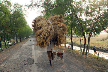 Image showing Farmer carries rice from the farm home in Baidyapur, West Bengal, India