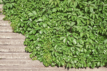 Image showing Green creeper plant covering stairs