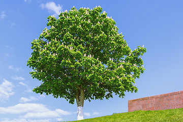 Image showing Blossoming Horse Chestnut Against A Blue Sky