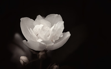 Image showing White Flower On The Black Background Close-up