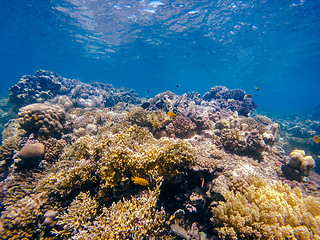 Image showing Coral and fish in the Red Sea. Egypt