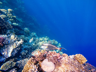 Image showing Coral and fish in the Red Sea. Safaga, Egypt