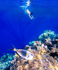 Image showing Coral and fish in the Red Sea. Safaga, Egypt