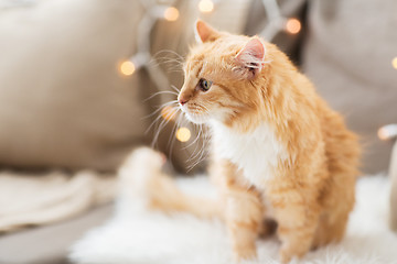 Image showing red tabby cat on sofa with sheepskin at home